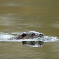 Suffolk Otter (@suffolkotter) 's Twitter Profile