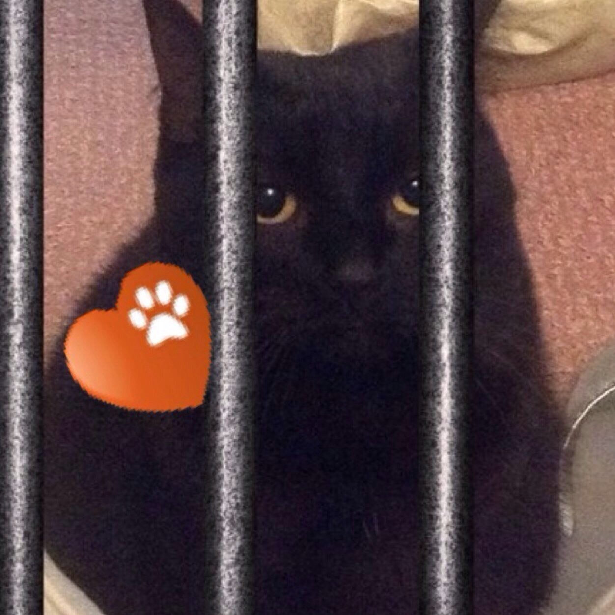 Poorsparkle's profile picture. 