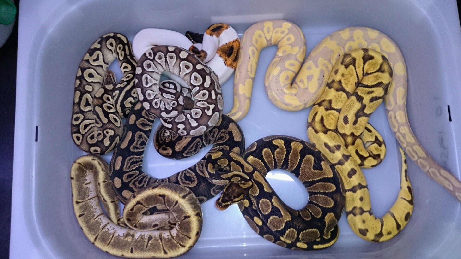 sweballpythons's profile picture. hi My name is jimmy and i run sweballpythons in växjö sweden hoppfully i Will Open a petstore sone