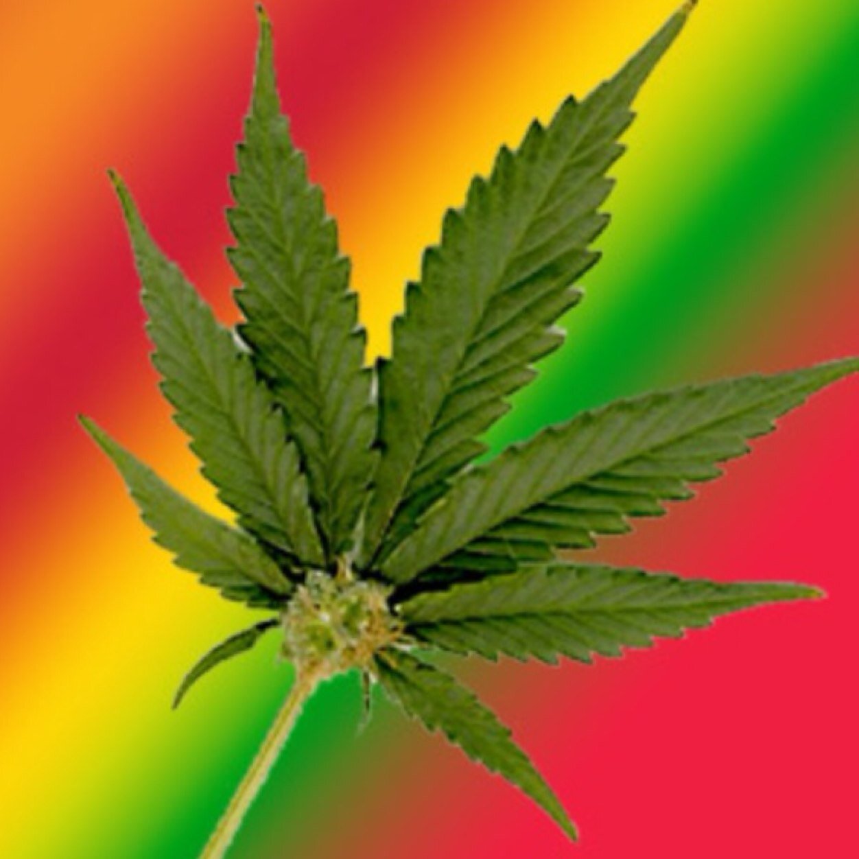 Why are you reading this? You could be toking up #StonerFam #StayLifted #DrugTribe #StonerFollowTrain stonersknow@gmail.com