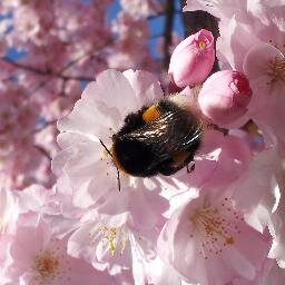 Site sur les insectes et autres petits animaux que l'on trouve dans nos jardins.