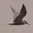 tony_merryfield's profile image
