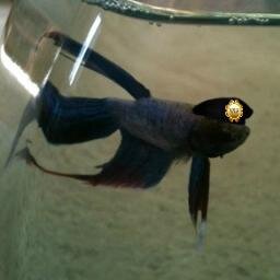 Hi I'm Fredlet. I am a fightin fish so I'm not afraid of anything! Cats drink my water...I attack! Proud member #wlf