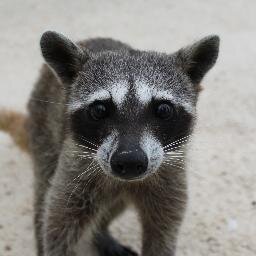 Cyber raccoon and digital homeless. He cancelado mi suscripción a la resurreción.