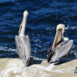 sffchick's profile picture. forty-something female who's versed in many book, comic book, tv, and movie universes