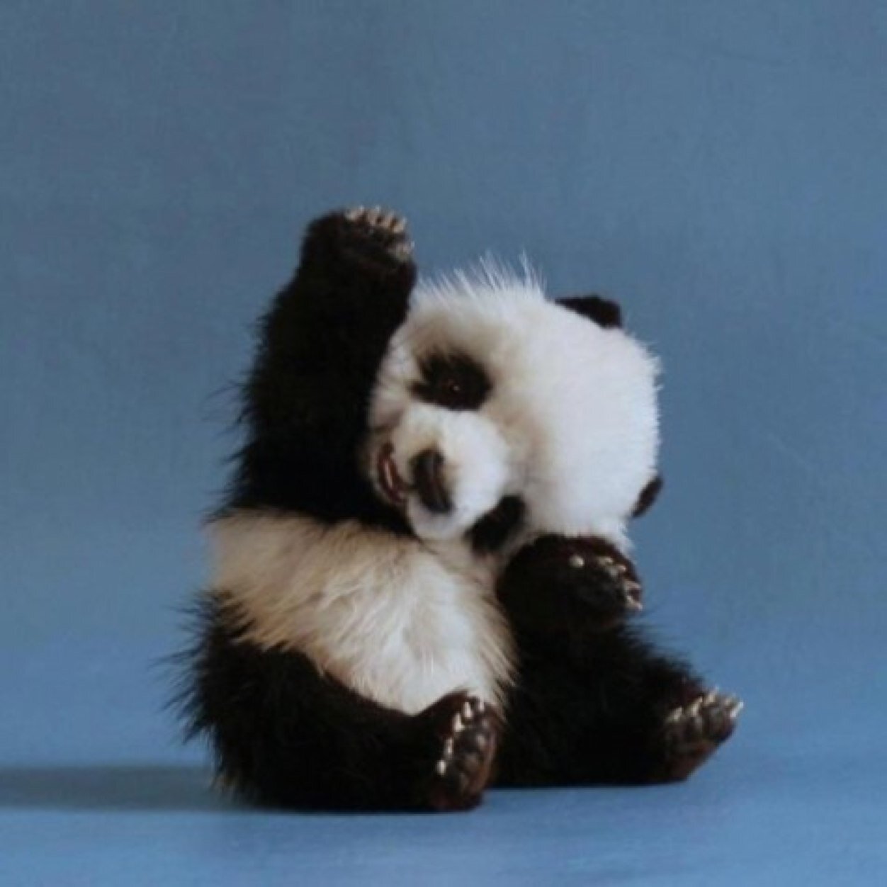Pandas are amazing!!
Follow if you love pandas too! ❤️
