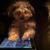 Louie (@dah_woo) Twitter profile photo