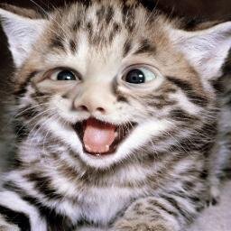 vlucchinic's profile picture. Fluffy animals and sarcasm, but never sarcasm about fluffy animals. With a sprinkle of inspiration. Sprinkles make everything better.