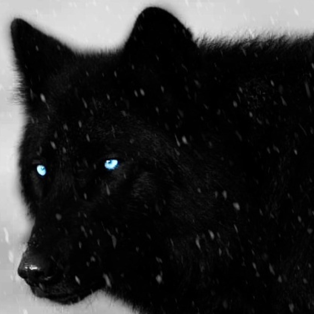 Sup am Shadow #single #crushing