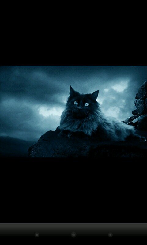 We_Luv_Pets's profile picture. We all 3 our pets!!!