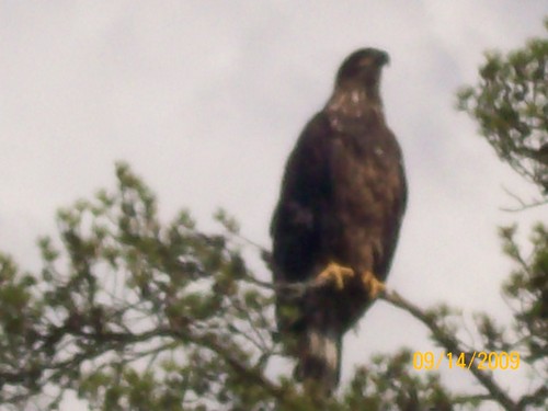 antsie1's profile picture. 