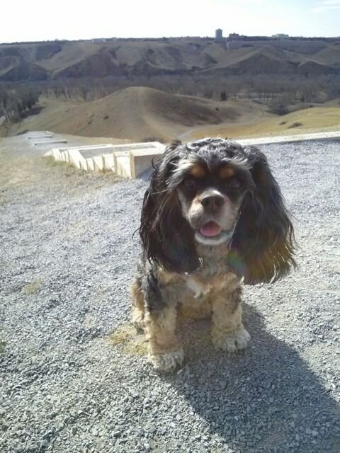 EllaSpaniel's profile picture. I'm a 2-year-old Cocker Spaniel. My goal in life is to finally catch the red dot.