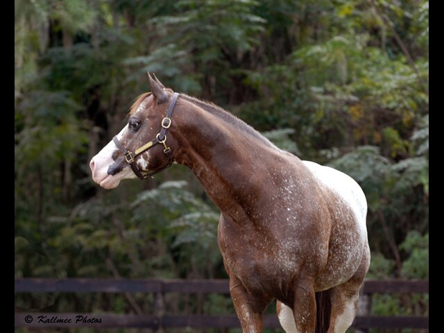 All Around, ApHC World Champion, IHSA Western Equestrian. Live to rock the horsemanship and eq patterns on my not so spotted Appy. Love to ride, hunt and fish