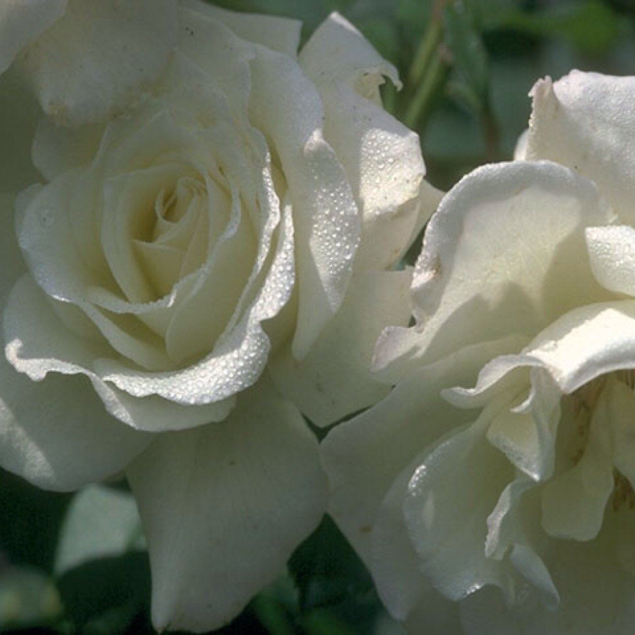 nowayer_a's profile picture. 