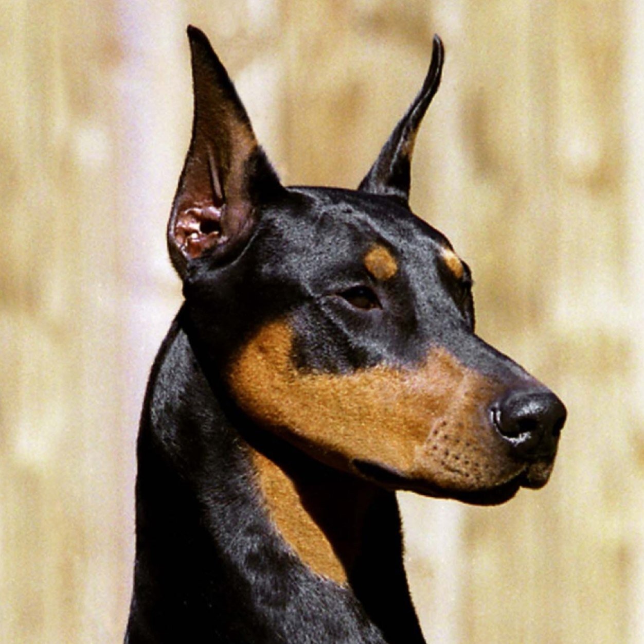 | Gender- Female | Breed- Doberman | Mate- V1:@rocky_doberman V2:@ V3:@| Rank- Alpha