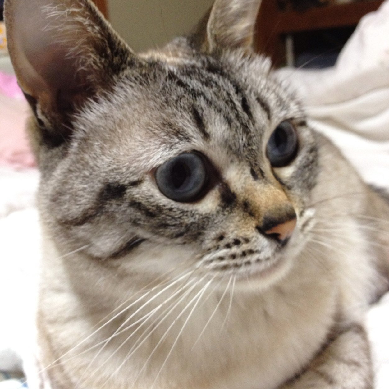 ハイフン(亀担)です。カープも応援してます！いい大人ですが、よろしくお願いします。