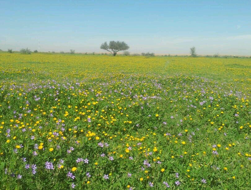 حساب يهتم بأخبار الخير والربيع والعلوم الطيبة، وللمزيد دونكم التغريدة المثبتة■معرفة الرجال تجارة■
للتواصل على الواتسب المرتبط بحسابي https://t.co/emnwzXI4Gk