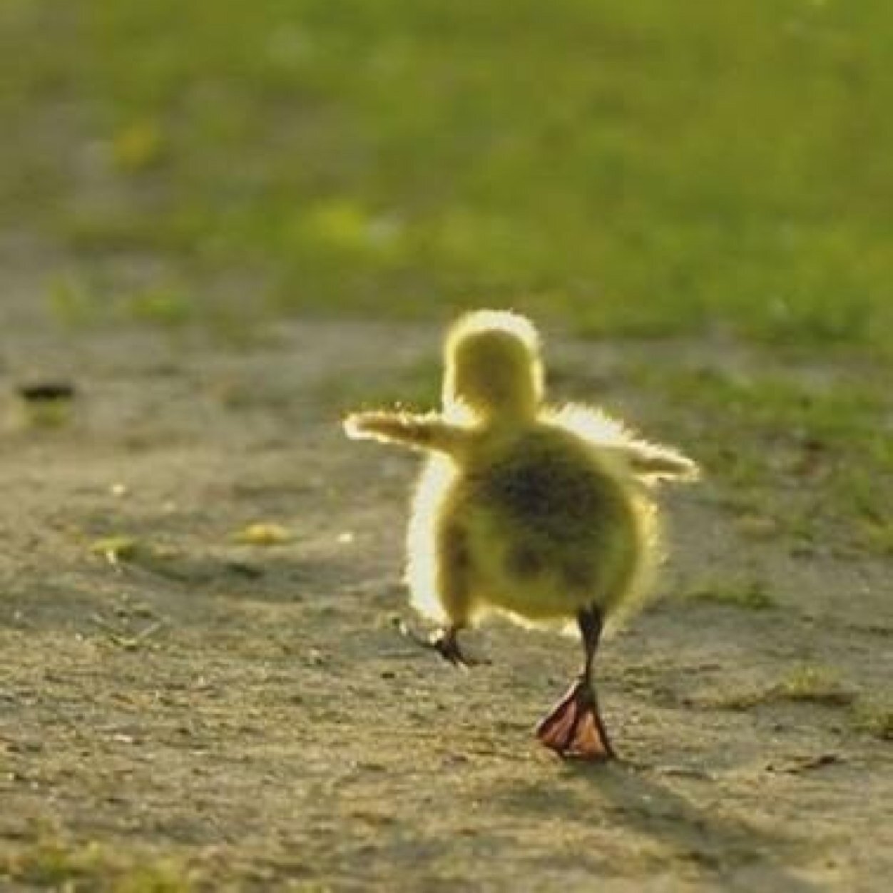 Hina108Hina's profile picture. 