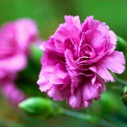 ConstanceSheph's profile picture. Amateur gamer , Practical . about - Web fanatic - Proud analyst : Hardcore travel specialist  ...