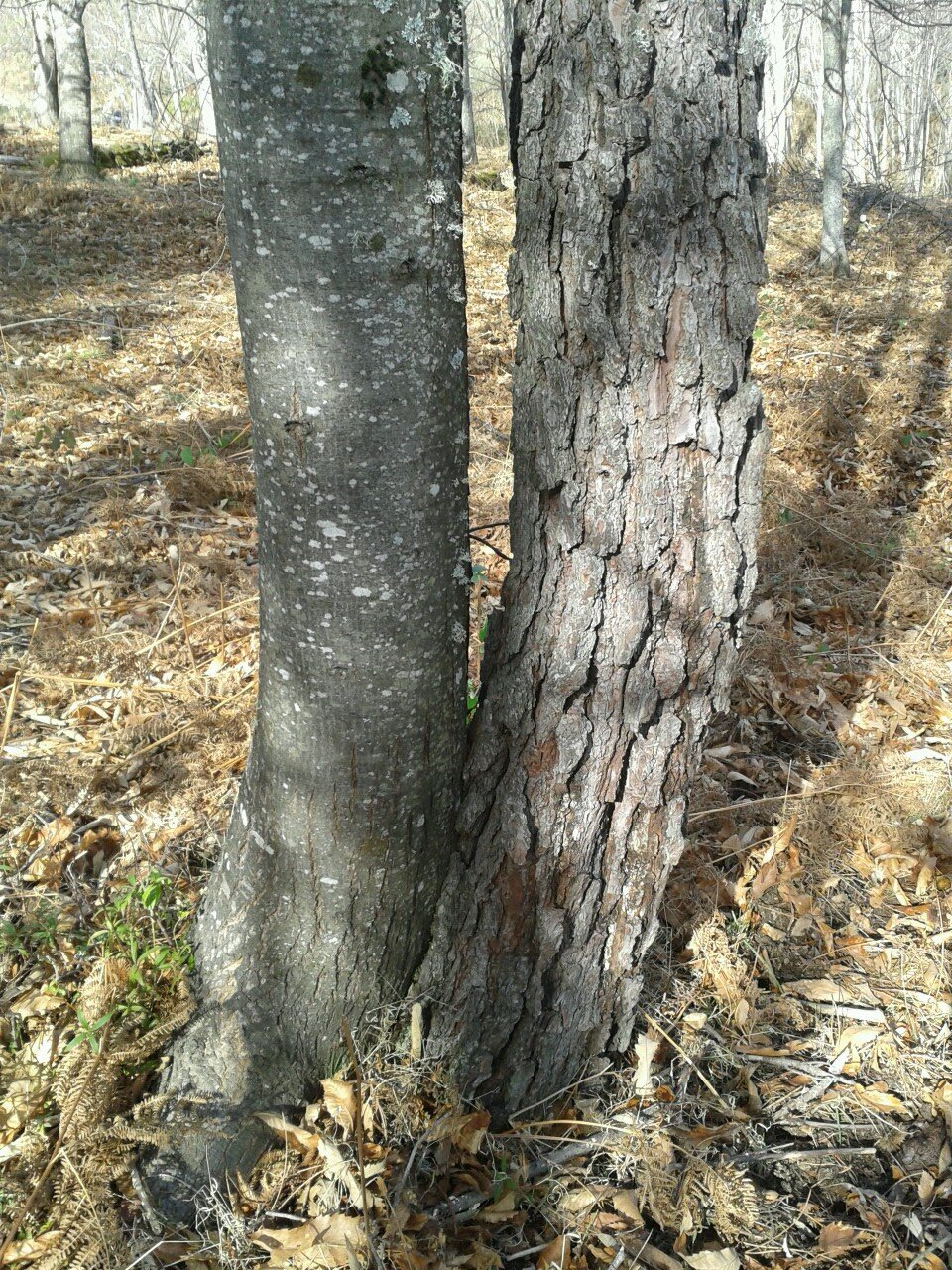 Forest Engineer. Learning from the forests. https://t.co/unTW14PdEI alvarogomez@gmail.com gomez5725@ingforestal.org