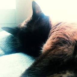 Creative Front-End Developer. Love Cats. Love run.