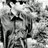 ams_SBF's profile image