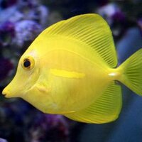 KENT CORALS (@kentcorals1) 's Twitter Profile