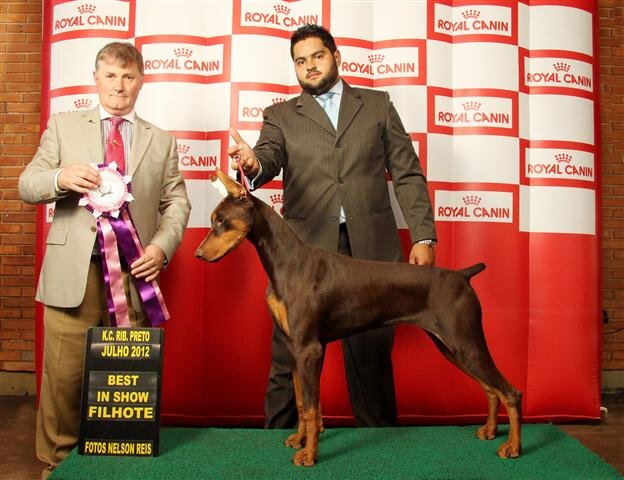 Paixão pelos animais em geral, mais os cães da raça Dobermann são nossa maior distração.