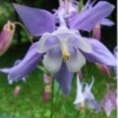 #Garten #Natur #journalist #Foto