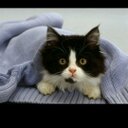 Ann Kenyon - @AnnPoppycat66 - Twitter