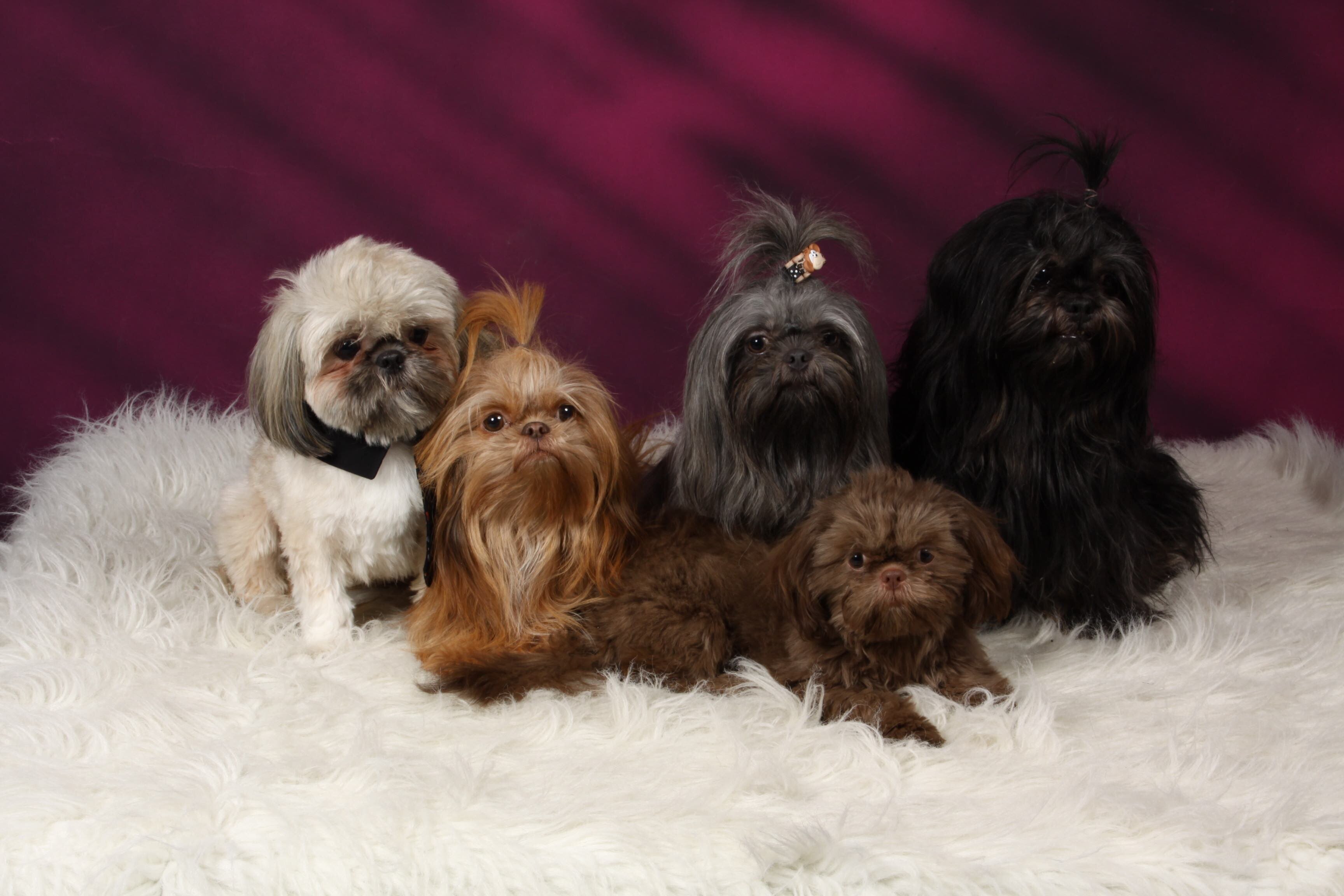 Shih Tzu Lover of the Original Shang Su Lines. Unusual colours of blue, lavender, liver and red.