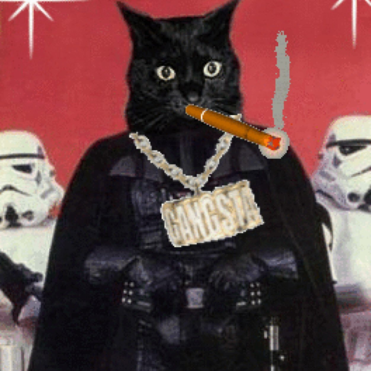 I knocked up Tony Bruno's cat Lilly