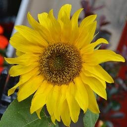 juliajulia108's profile picture. I observe life and pen it down