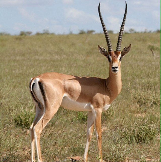 Passionate of hunting and wildlife, keen onTrekking & African Safaris. Citizen of the World.