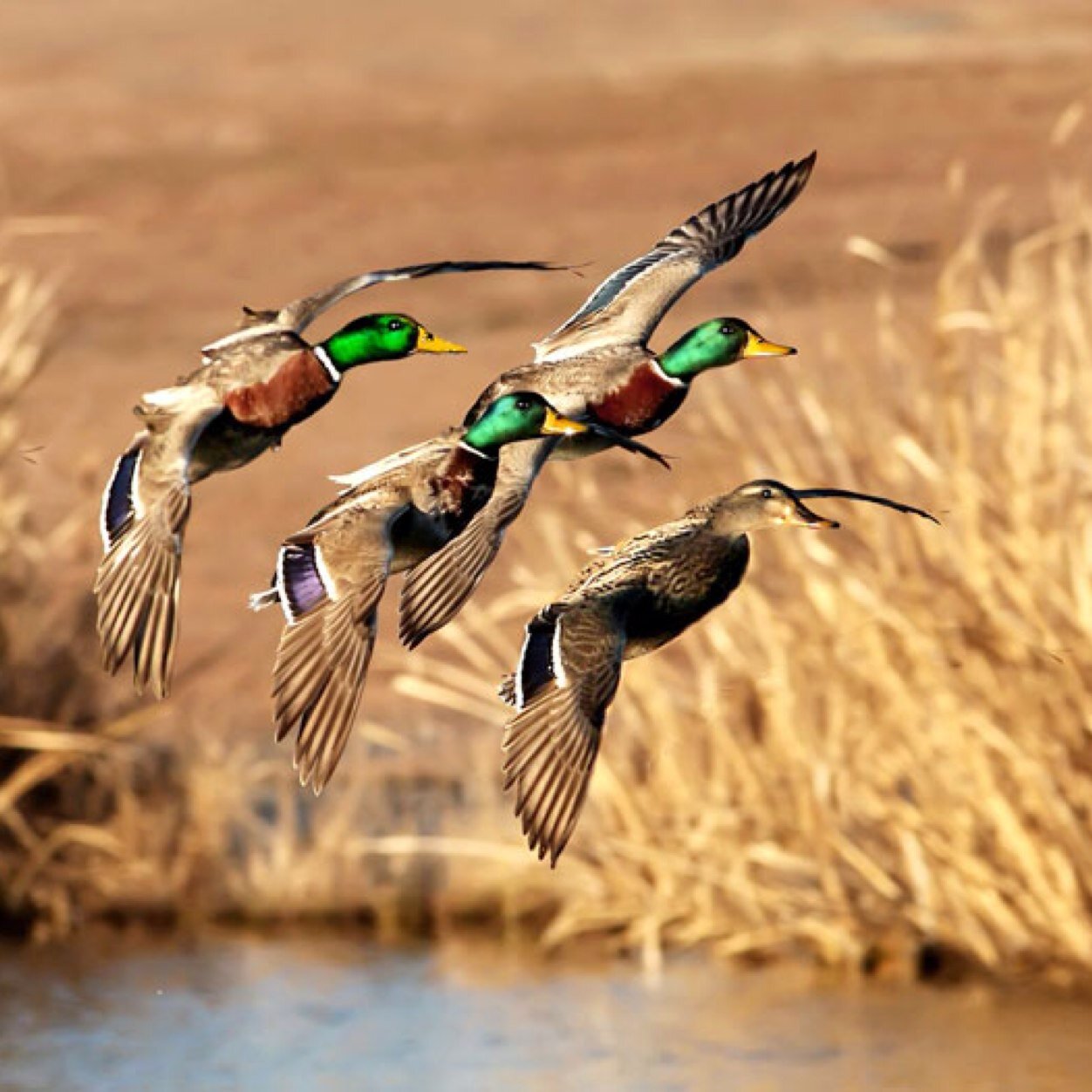 Hardcore group of duck hunters in Northern Minnesota!   DUX Waterfowl Co. Prostaff