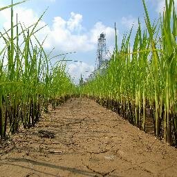 USARF_Spencer's profile picture. Economic and Policy Analysis at USA Rice Federation