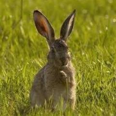 Surrey Mammal Group