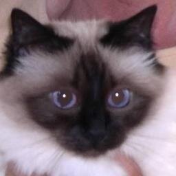 VTillie's profile picture. 