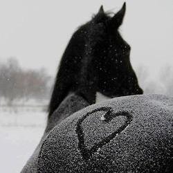 Amantes de los caballos. 'No hables de libertad si nunca has galopado' . El jinete no puede dominar al caballo, si no se domina a si mismo