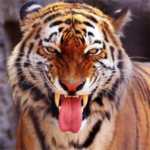 FastGonzales1's profile picture. 