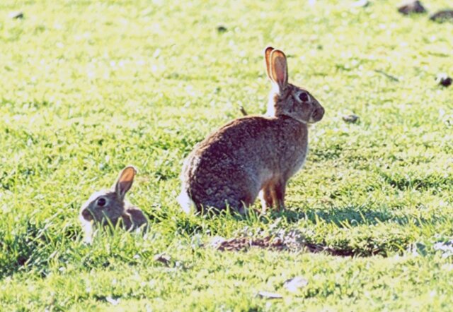 BUNNY