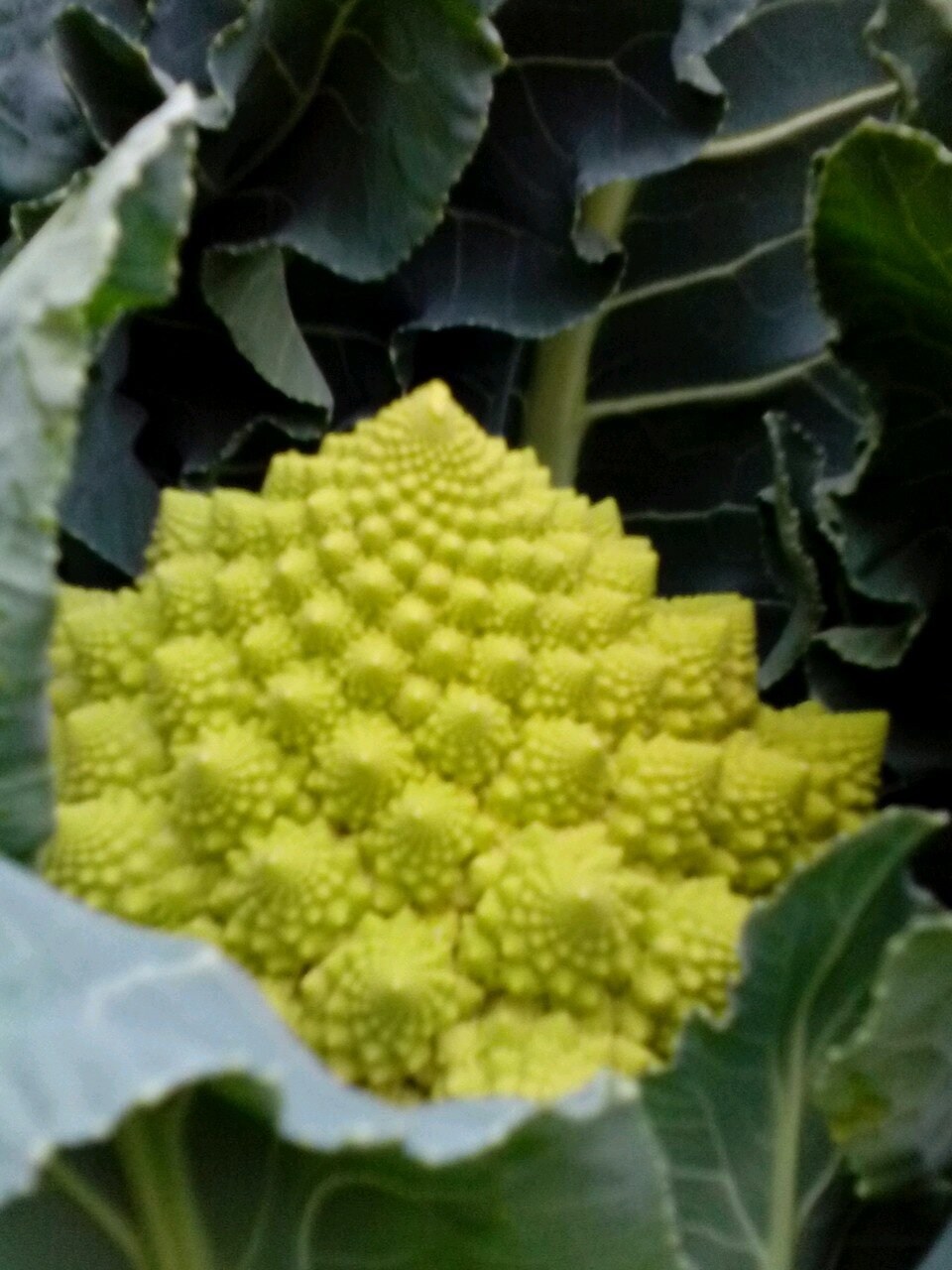 FrancescFord's profile picture. treballar cada dia per una agricultura més racional.