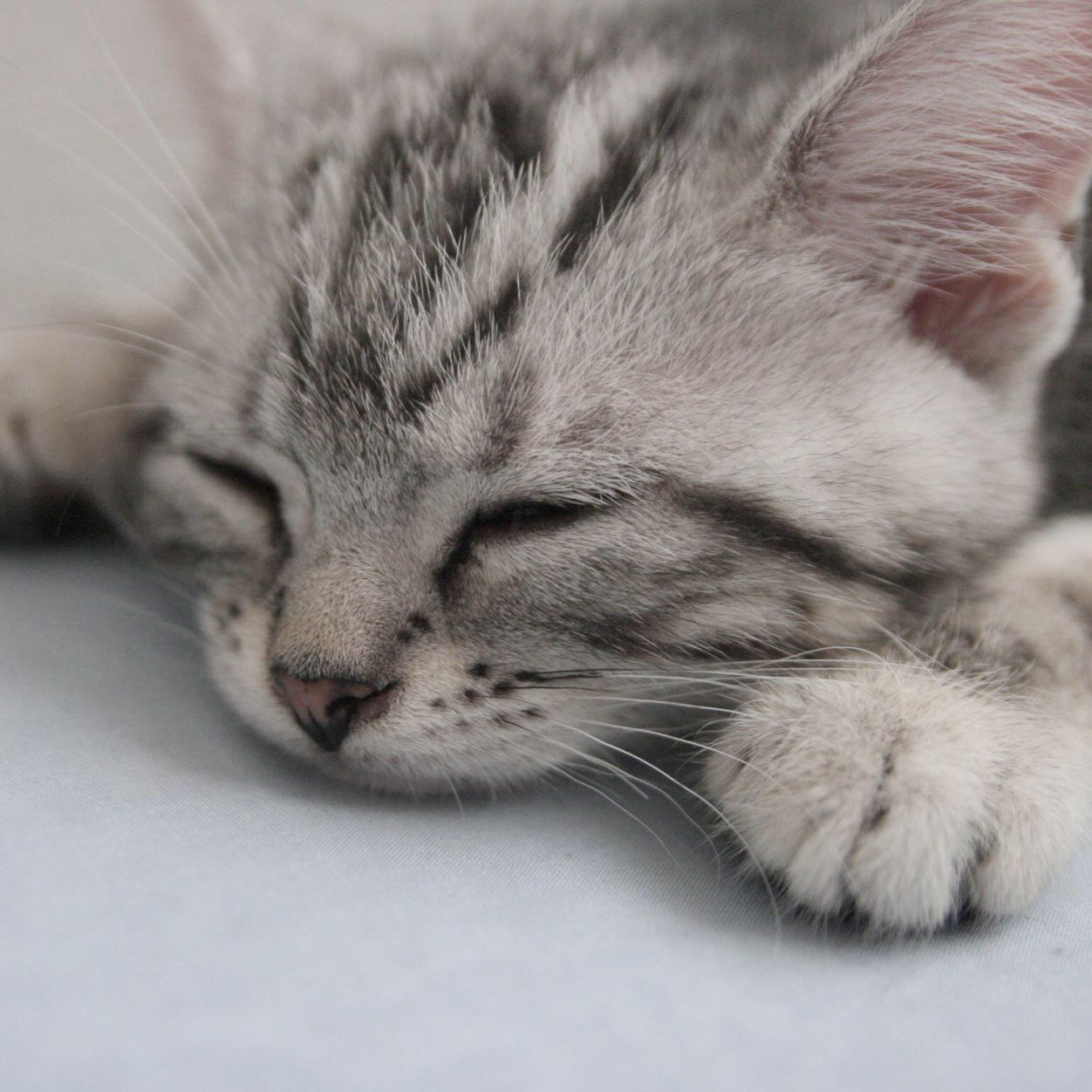 Meow.