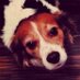 Molly (@mydogmollyy) Twitter profile photo