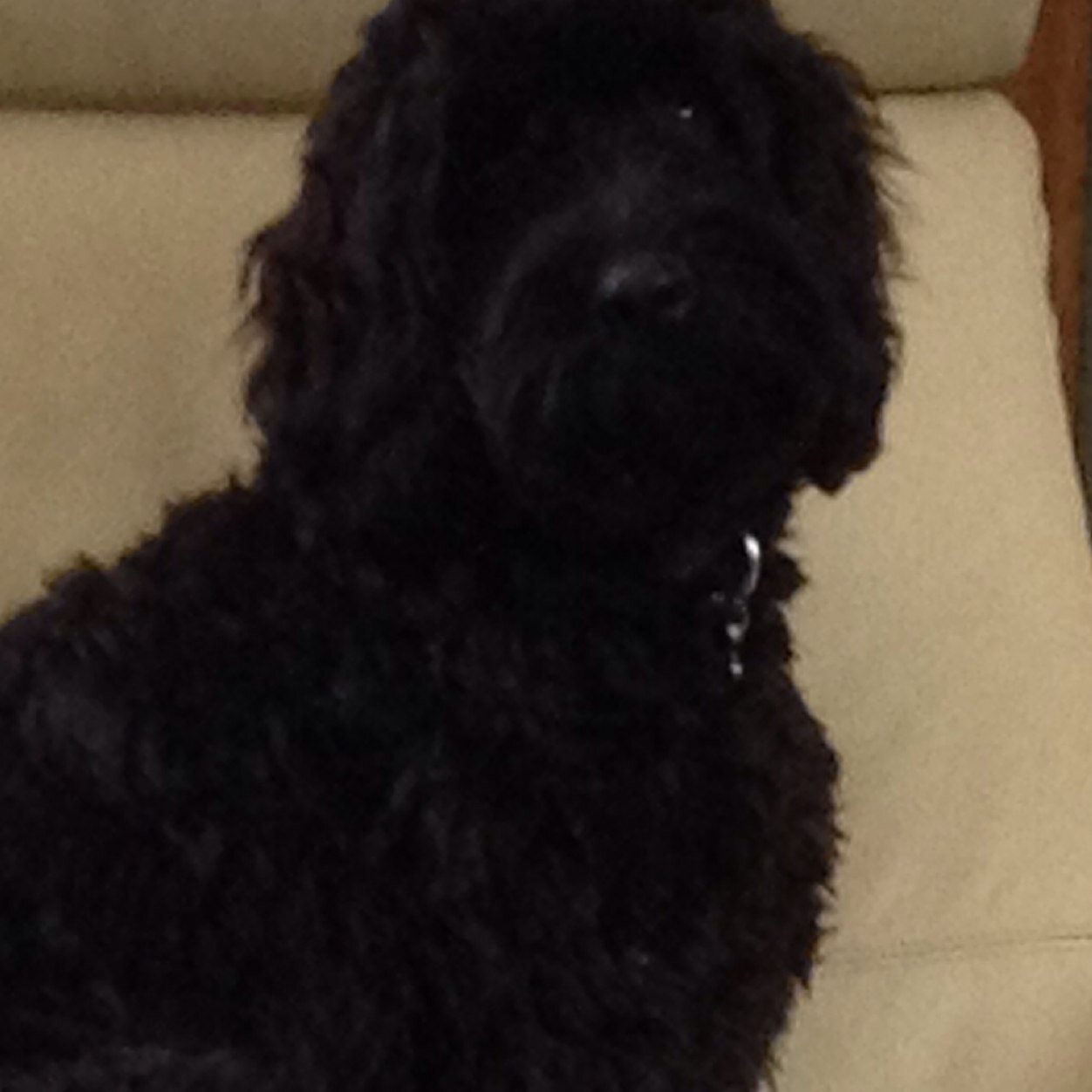 GCockerpoo's profile picture. Truly adorable, love cuddles, laundry and getting muddy!