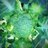 PoLLeN_BbBC's profile image