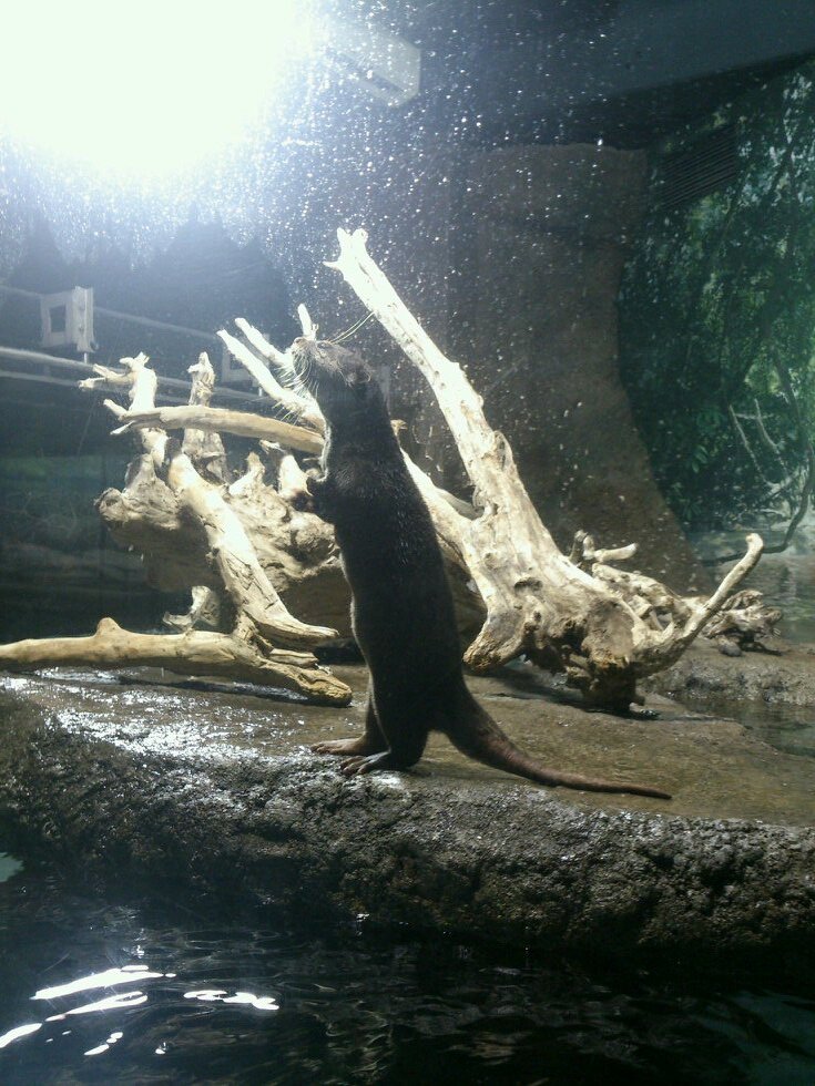 南魚かわうそ(闇落ち中) (@Otter_Nangyo) / Posts / X