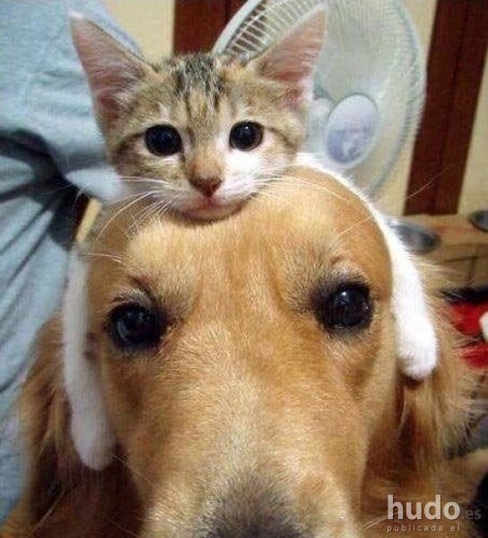 ines_la_mejor's profile picture. 