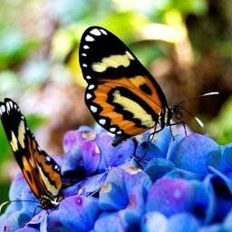 gameandroidz's profile picture. 