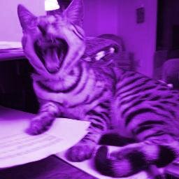 Wife, mom, grandma, small business owner, giveaway guru. Proud owner of the world's most handsome (& mischievous) cat; Gray Beckman, cat extraordinaire.